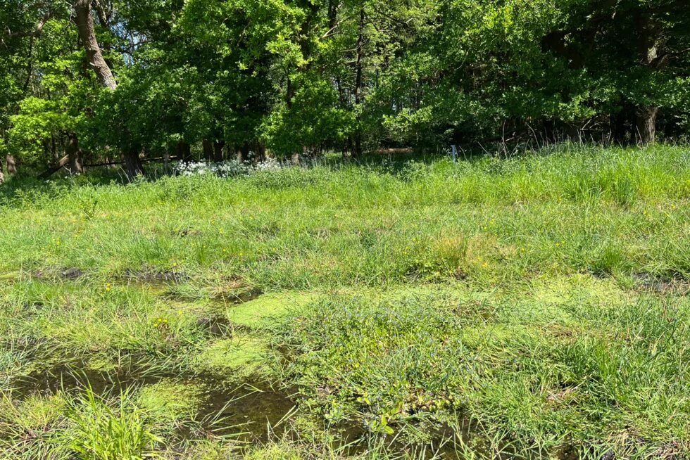 Blick von der Feldmitte auf die stillgelegte Fläche am Gewässerrand des Altgrovelaufs