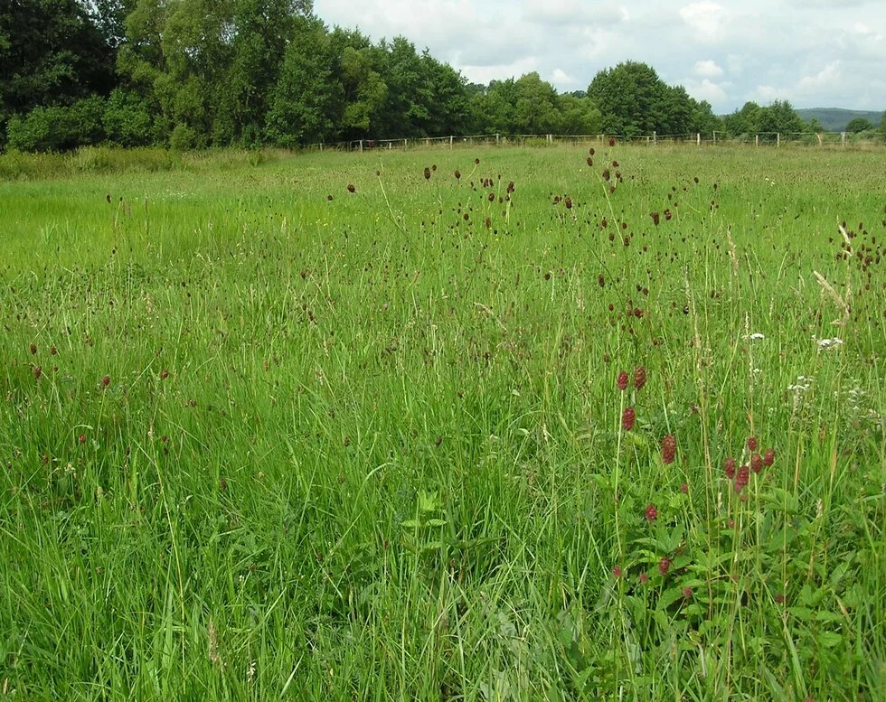 Beispiel für auentypische Feuchtgrünlandstandorte: Die Wiesenknopf-Glatthaferwiese in der Fliede-Aue.